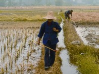 中国农民在稻田喷药