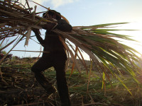 Brazil Sugarcane