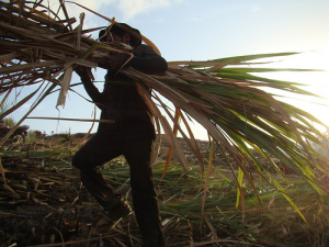FMC cites extended poor growing conditions for sugarcane for lower crop protection sales.