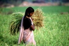 Agricultura de la India