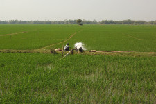 Los programas del IFDC tienen como objetivo ayudar a reducir las emisiones de gases de efecto invernadero en los campos de arroz de Bangladesh