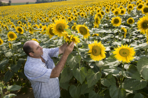独联体和东南欧的向日葵销量大幅增长。图片来源：先正达