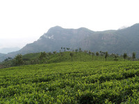 Plantación de café en Ooty, India