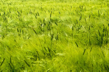 在波兰，三唑在谷物上的使用超过了多菌灵的增长速度。