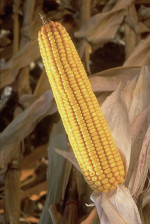 Monsanto's corn seed sales soar in Latin America.