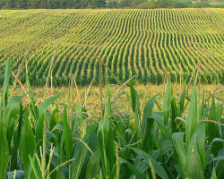 根据最近的一项研究，抗虫玉米提高了巴西农民的利润。