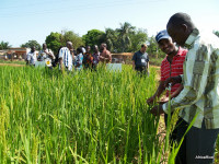 Rice breeding in Benin, Africa