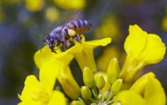 Una abeja recolectando néctar y polen de flores de canola.