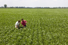 Farmers in soybean field