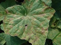 Downy Mildew - Photo credit: Andy Wydenandt