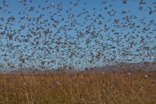 Madagascar Locust Plague