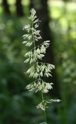 canary grass, Phalaris arundinacea
