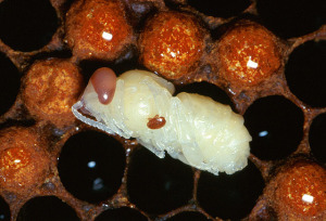 Adult female Varroa mite on larva.  Wikimedia Commons