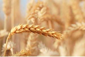 According to USDA, by 2021 Russia, Ukraine and Kazakhstan will provide 22% of the world's grain exports.