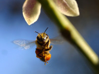 欧盟解决蜜蜂衰退问题