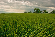 Winter Wheat, Photo Credit: Shannon Drummont, Creative Commons
