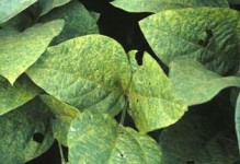 Asian soybean rust