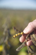 Soybean Pods Photo Credit: United Soybean Board