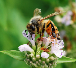 Honeybee 图片来源：Penn State News，Creative Commons