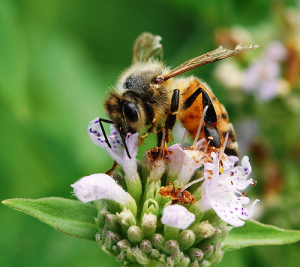 2014 年美国蜜蜂群体的年度越冬损失为 23.2%，低于 2013 年的 30.5%；图片来源：图片来源：Penn State News，Creative Commons
