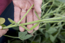 Syngenta's product targets lepidoptera and other pests of the soybean.