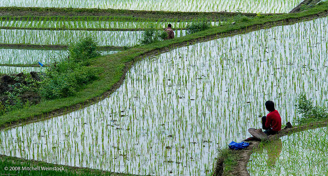 Campos de arroz en terrazas en Yangshuo Crédito: usuario de Flickr Mitchell Weinstock Licencia Creative Commons