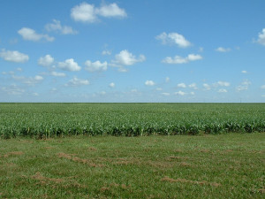 Campo de maíz en Río Verde, Brasil Crédito de la foto: Bruno Kussler Licencia Creative Commons de Marques