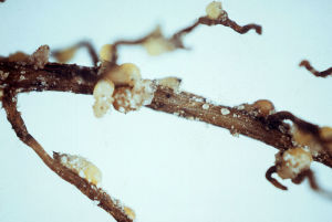 Segment of soybean root infected with soybean cyst nematode. Signs of infection are white to brown cysts filled with eggs that are attached to root surfaces.