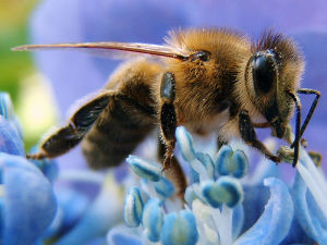 巴斯夫表示，氟虫腈的限制无助于保护蜜蜂。图片来源：Ricks at de.wikipedia Creative Commons license 