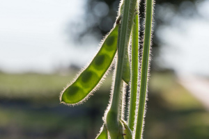 Among the largest effects of EU regulations would be felt in soybeans. Photo credit: United Soybean Board Creative Commons license
