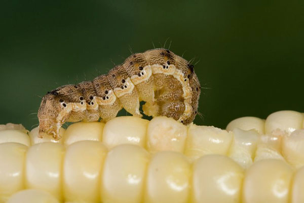 棉铃虫被认为是世界上最严重的害虫之一，由于其高繁殖潜力和杂食性而造成巨大损失。照片由拜耳作物科学提供 