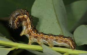 Las larvas de Helicoverpa son agresivas, ocasionalmente carnívoras e incluso pueden canibalizarse entre sí. Crédito de la foto: Gyorgy Csoka, Instituto de Investigación Forestal de Hungría, licencia Creative Commons de Bugwood.org