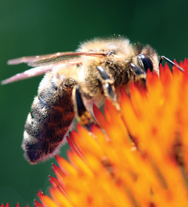 Las abejas melíferas contribuyen con más de $14 mil millones al valor de la producción agrícola de EE. UU. Solamente.