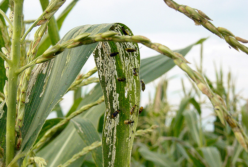 Western corn rootworm beetles strip tissue from the leaves of mutant corn.  Photo credit: Purdue University/Anoop Sindhu