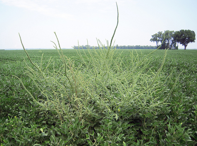 Actualmente hay 1444 casos únicos de resistencia a herbicidas en los EE. UU., Según la Encuesta internacional de malezas resistentes a herbicidas, incluido el amaranto Palmer que se muestra aquí. Crédito de la foto: Superior Ag Resources / Tom Sinnot