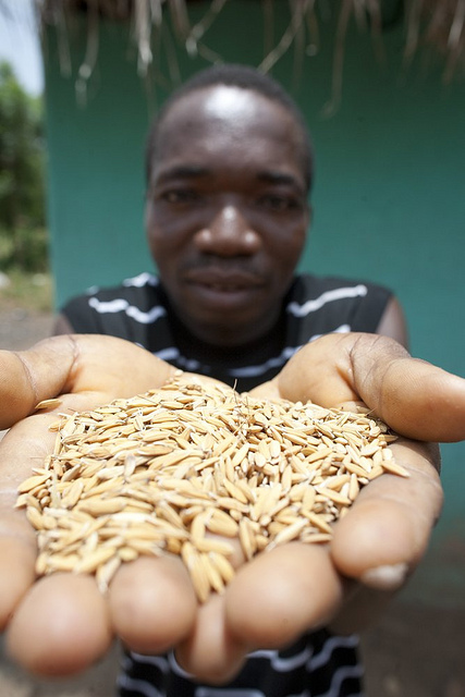 Koblah Agbeta sostiene semillas de arroz de su granja en Abutia Kpota, Ghana. Crédito de la foto: Licencia Creative Commons de la Fundación Gates