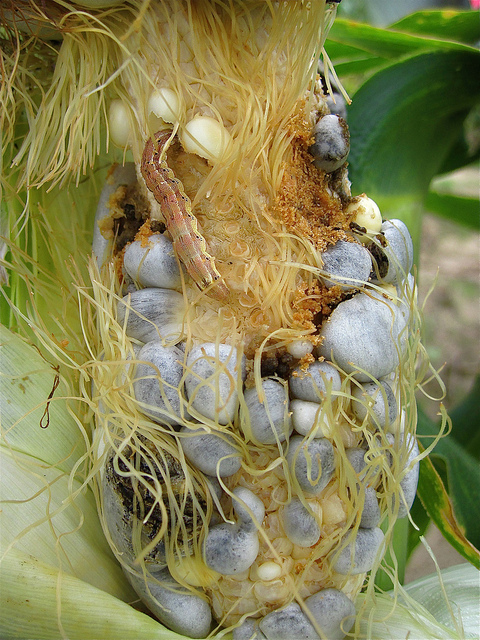 A corn earworm feeds on a corn cob infected with corn smut (blue kernels). Photo credit: U.S. Department of Agriculture