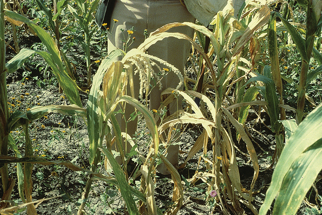 In 2012, Maize Lethal Necrosis Disease affected an estimated 300,000 smallholder farmers in Rift Valley, which is traditionally Kenya’s largest maize producing region. In 2013, the government estimates the disease has affected some 18,500 hectares. 