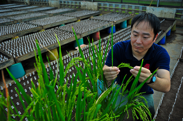 Tsutomu Ishimaru 博士检查带有 Spike 基因的水稻植株。图片来源：Flickr 用户 IRRI Creative Commons license