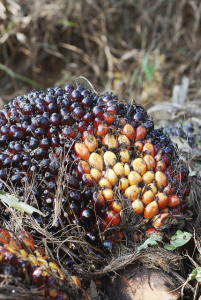 Walmart will require sustainably sources palm oil for all its private brand products globally by the end of 2015. Photo courtesy Walmart Corporate