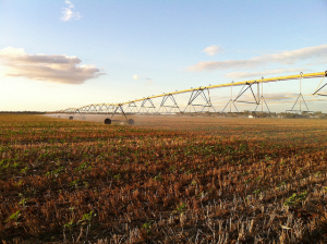 Watering sunflowers in Narromine, New South Wales. Photo credit: Flickr user R Walker