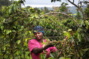 刚果民主共和国索帕迪的一位咖啡农。照片来源：Flickr 用户 Twin 和 Twin Trading Images