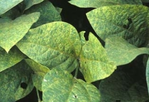 Hojas de soja infectadas con el patógeno vegetal Phakopsora pachyrhizi (roya asiática)