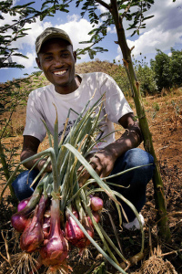 约翰·卡茂 (John Kamau) 拿着他种的一些洋葱，准备在肯尼亚吉尔吉尔 (Gilgil) 附近的农场出售。图片来源：Kate Holt / AusAID