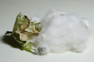 STATEMENT protege la postemergencia del algodón