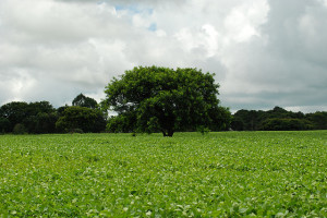 巴西戈亚斯州 Morrinhos 的大豆田 图片来源：Flickr 用户 AC Moraes Creative Commons 许可