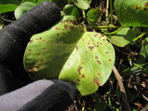 Cercospora on an infected leaf.  Photo credit: Flikr user Forest and Kim Starr, Creative Commons license