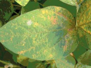 Leaf showing Asian soybean rust
