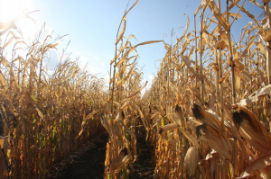 QCCP has the capacity to produce up to 35 million gallons of ethanol and 750,000 gallons of corn oil annually. Photo credit: Flikr user Alternative Heat, Creative Commons license