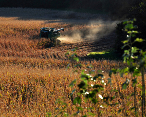 Una nueva reducción esperada en acres de maíz afectó las ventas de semillas de Syngenta. Crédito de la foto: usuario de Flickr Tumbling Run; Licencia Creative Commons.